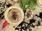 Sensory Play Stones Insecten | Yellow Door